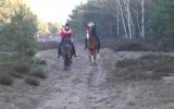 Ferienhaus Deutschland Reiten: Wald- Und Heidehausin Niedersachsen, ...