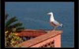 Ferienhaus Collioure Kaffeemaschine: Ferienhaus / Villa - Collioure 