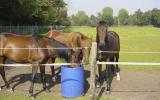 Ferienwohnung Niederlande: Chaam Hnb008 