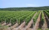 Ferienhaus Deutschland Heizung: Weingut Sauer Kettermann (De-56850-11) 