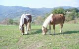 Ferienwohnung Aquileia Toscana Backofen: Kurzbeschreibung: Wohneinheit ...